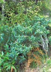 Veronica macrocarpa. Habit. Shakespeare Cliff, Coromandel Peninsula. This plant matches material identified as var. macrocarpa.
 Image: M.J. Bayly © Te Papa CC-BY-NC 3.0 NZ